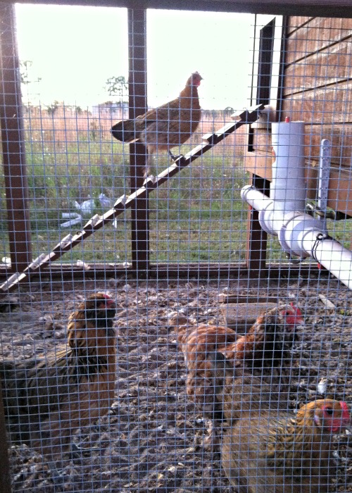 Steamy Kitchen Palatial Chicken Coop