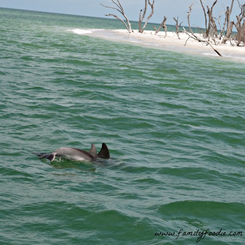 Dolphins everywhere we looked 