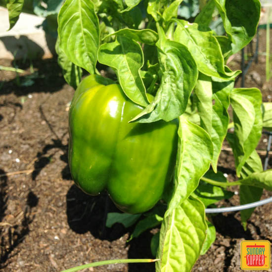Recipes from the Garden #SundaySupper 