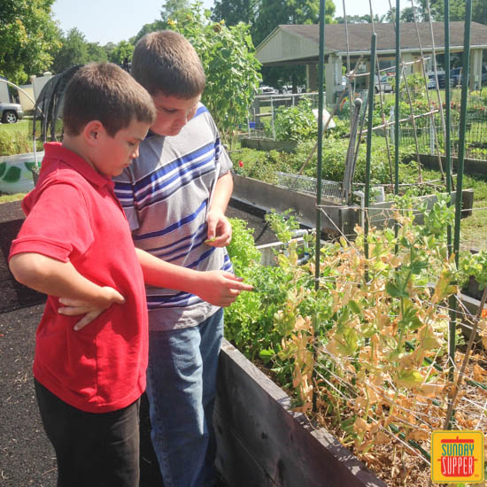 Our Community Garden #SundaySupper 