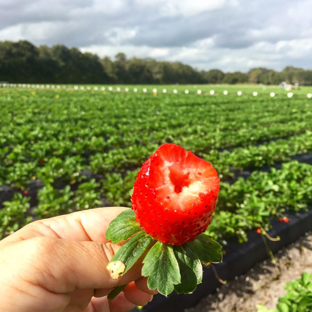 strawberry fields